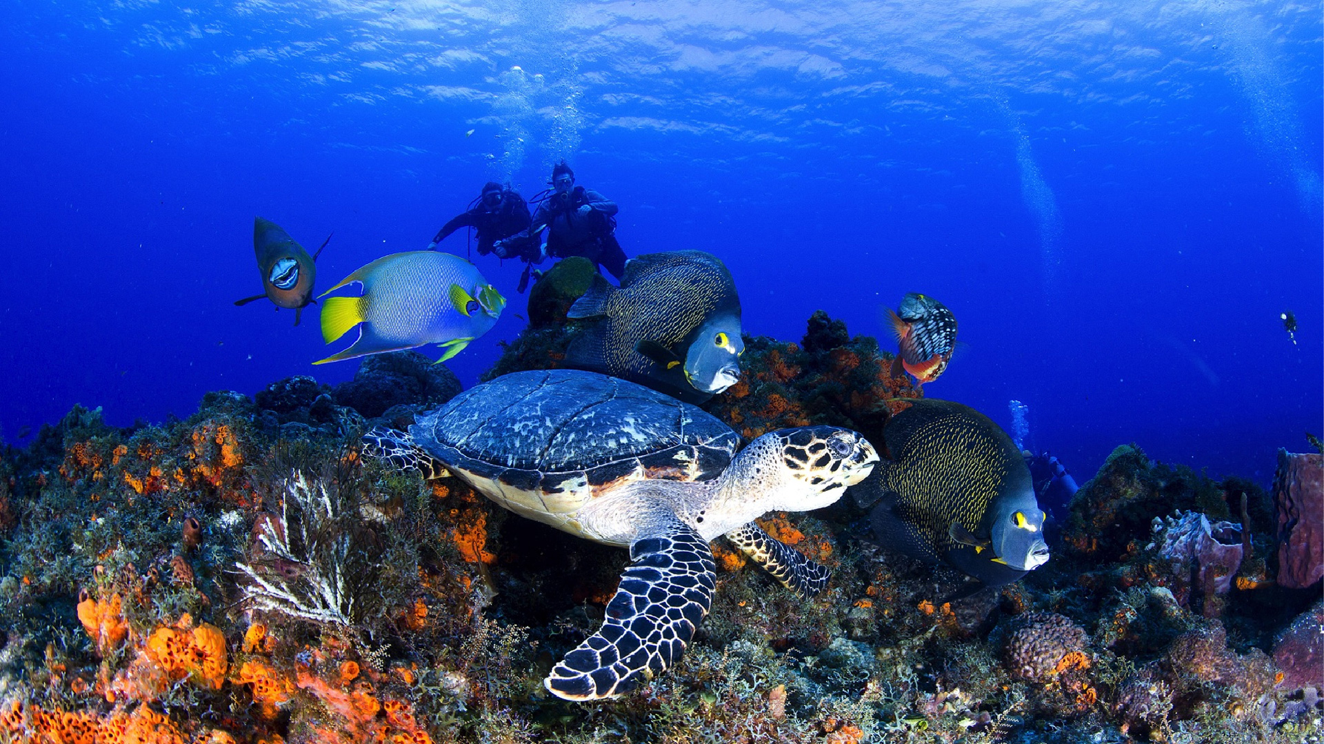 Rescue Diver